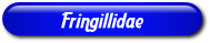 [Fringillidae]