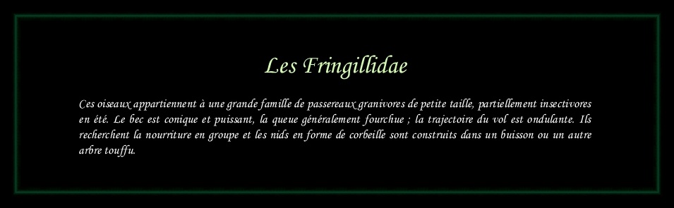 [Logo Fringillidae]