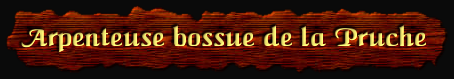 [Arpenteuse bossue de la Pruche]