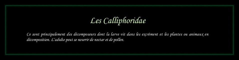 [Calliphoridae]