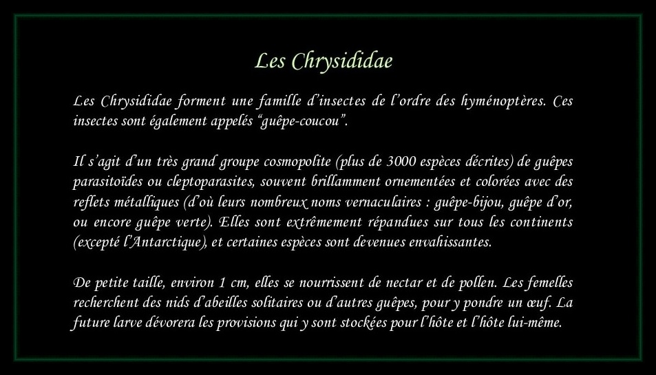 [Chrysididae]