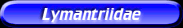 [Lymantriidae]