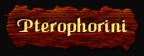 ["Pterophorini"]