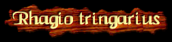 [Rhagio tringarius]