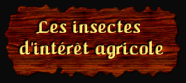[Les insectes d'intérêt agricole]