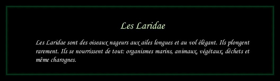 [Logo Laridae]
