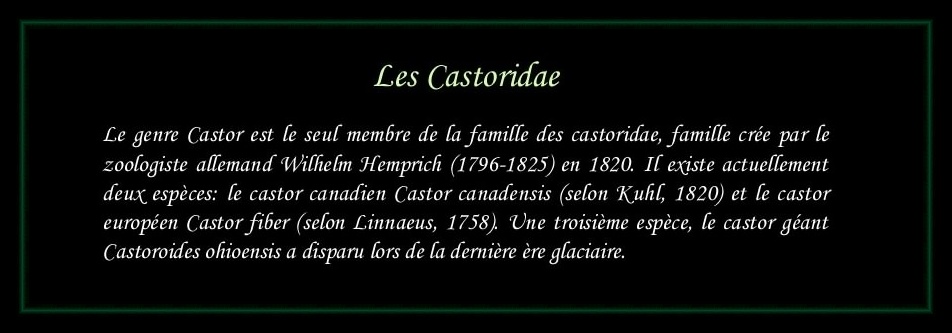 [Logo Castoridae]