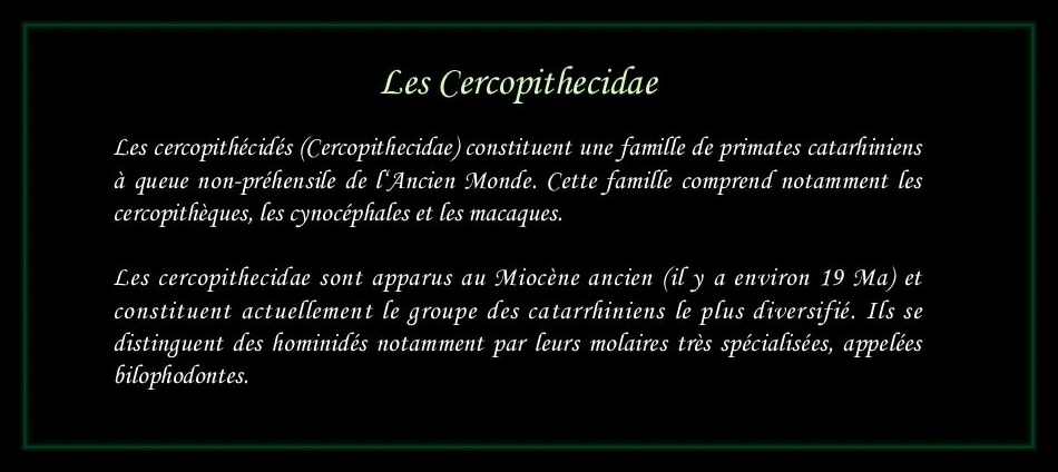[Logo Cercopithecidae]