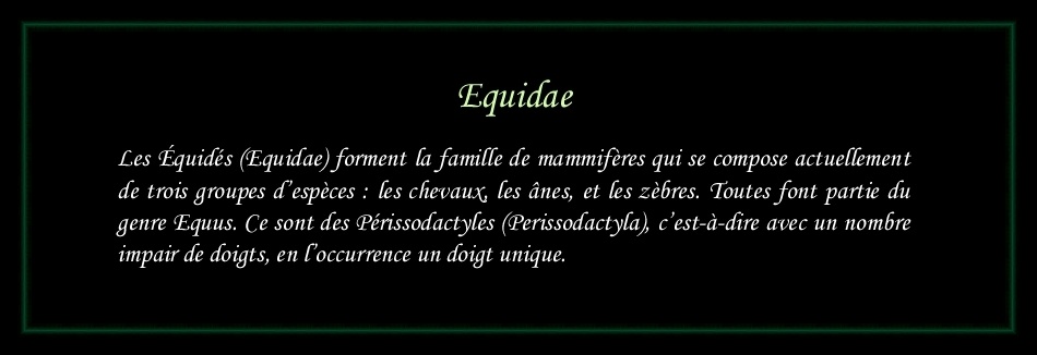 [Logo Equidae]