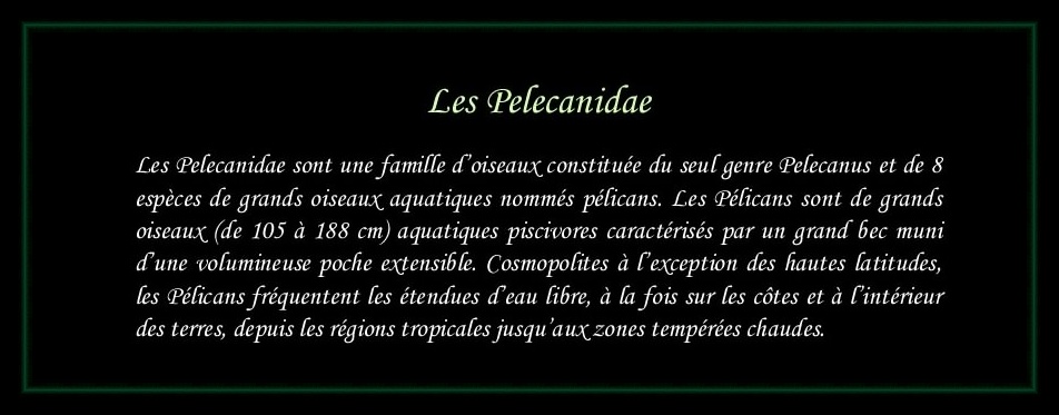 [Logo Pelecanidae]