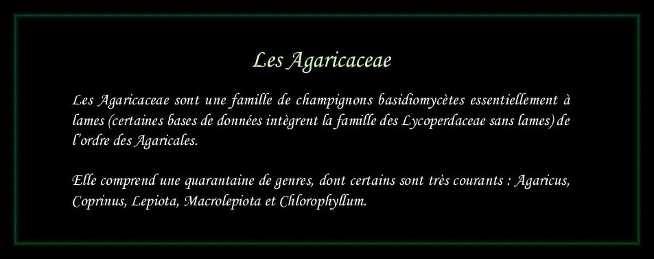 [Logo Agaricaceae]