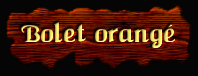 [Bolet orangé]