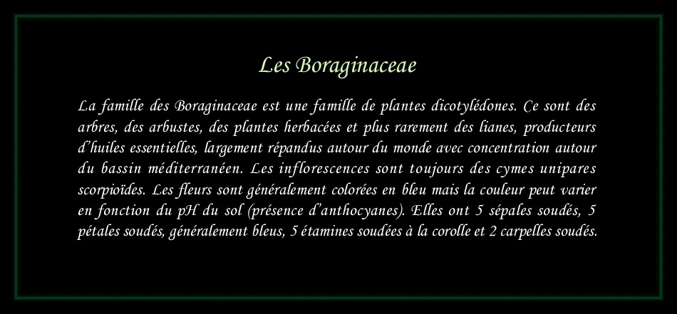 [Logo Boraginaceae]