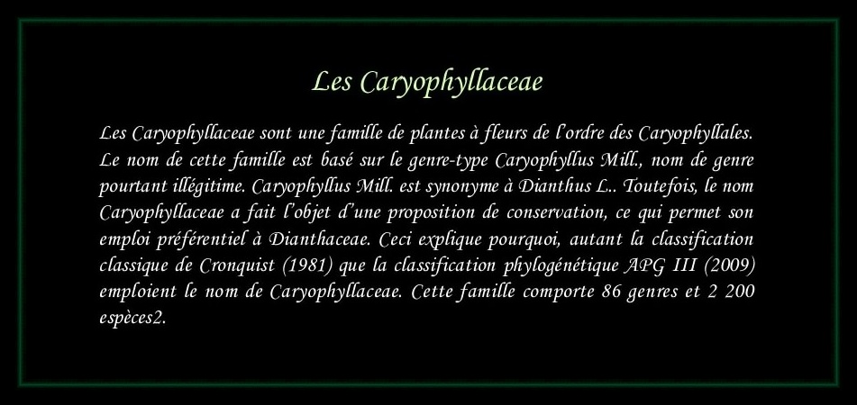 [Logo Caryophyllaceae]