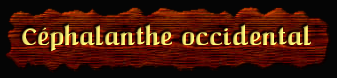 [Céphalanthe occidental]