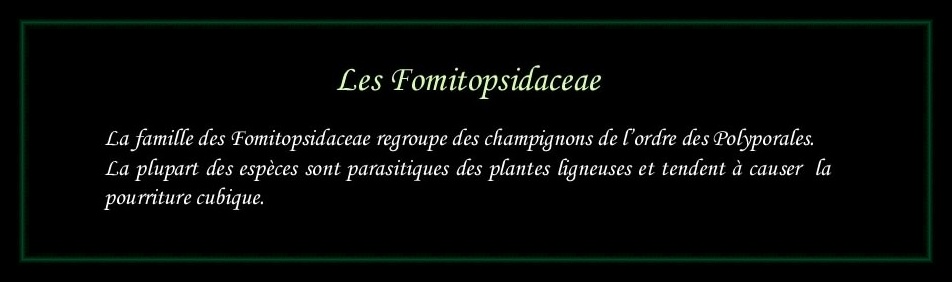 [Logo Fomitopsidaceae]