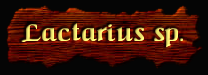 [Lactarius sp1.]
