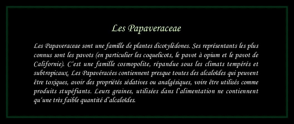 [Logo Papaveraceae]