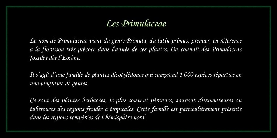 [Logo Primulaceae]