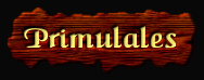 [Primulales]