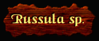 [Russula sp.]