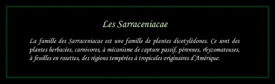 [Logo Sarraceniacae]