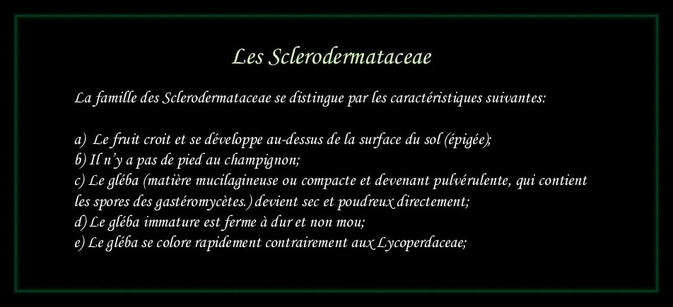 [Logo Sclerodermataceae]
