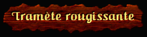 [Tramete rougissante]