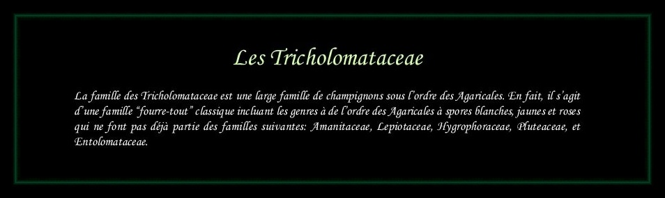 [Logo Tricholomataceae]