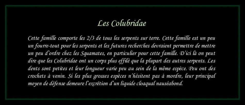 [Colubridae]