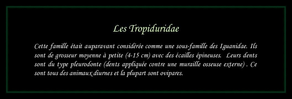 [Tropiduridae]