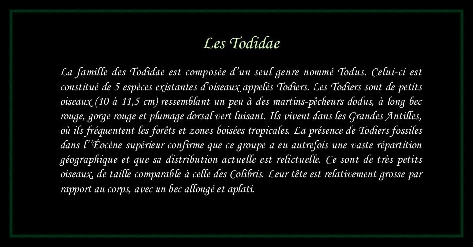 [Logo Todidae]