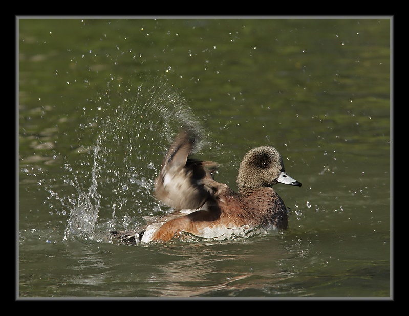 Canard d'Amérique: le bain CanardDAmerique30