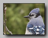 Corvidae