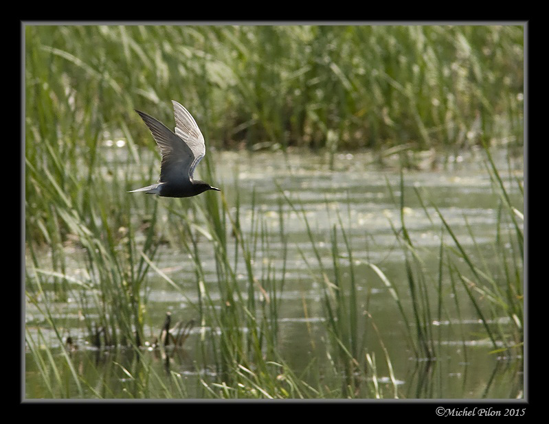 Guifette noire en vol GuifetteNoire4
