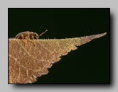 Curculionidaedae