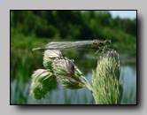 Coenagrionidae
