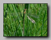 [lestidae]