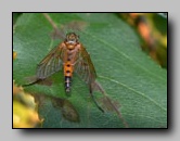 [rhagionidae]