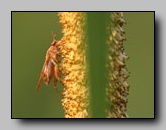 Sciomyzidae