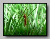 Tipulidae